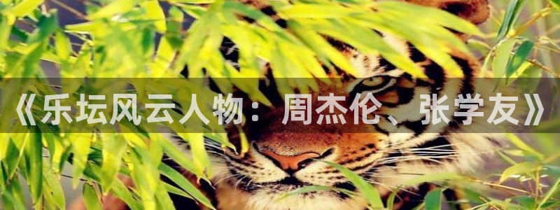 红足1世足球网：《乐坛风云人物：周杰伦、张学友》