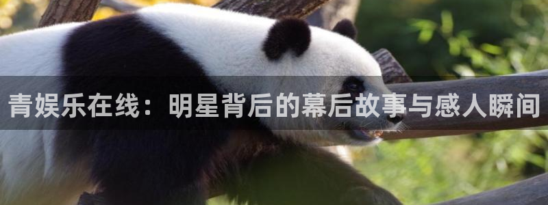红足1世足球网页版入口：青娱乐在线：明星背后的幕后故事与感人瞬间